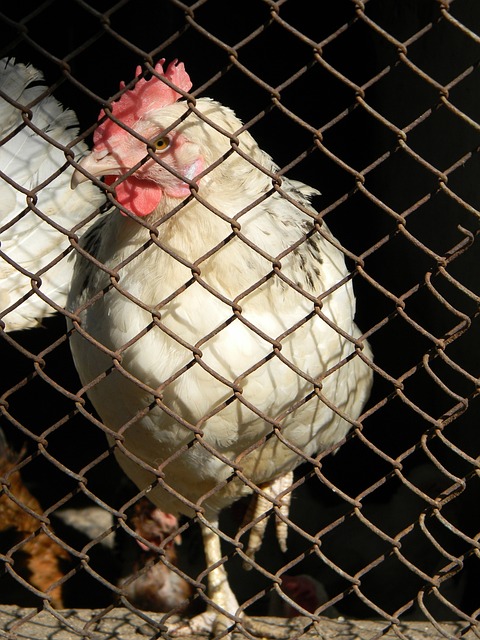 替代的地位 替代的地位